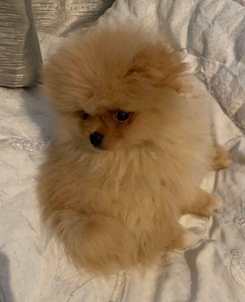 teddy bear faced pomeranian